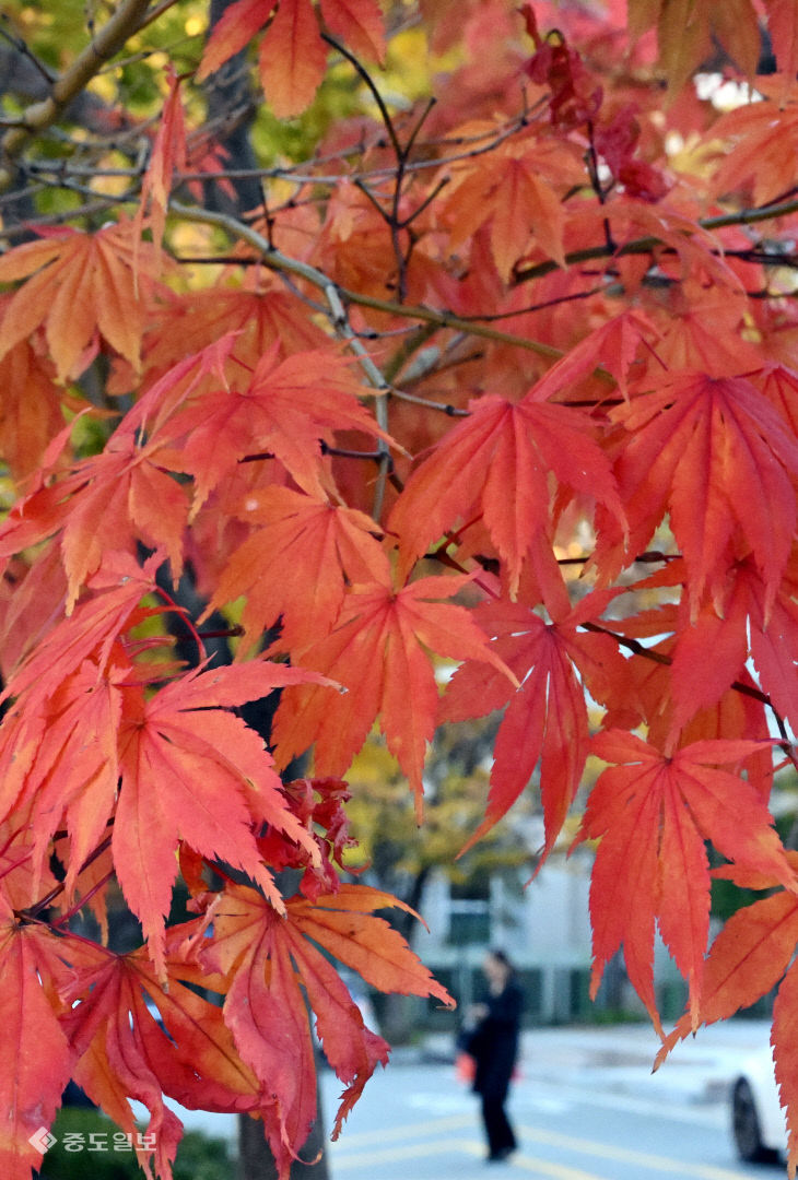 20251103-도심 속 단풍2