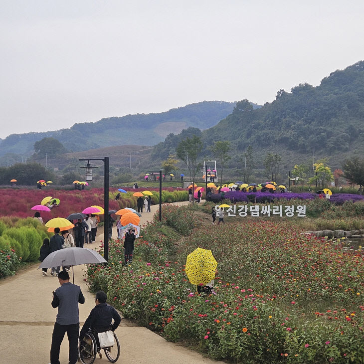 연천군 중면 임진강 댑싸리정원, 지역 관광명소로 우뚝