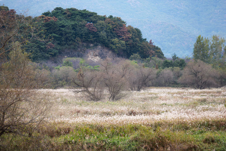 화포천 물억새.김해시 제공