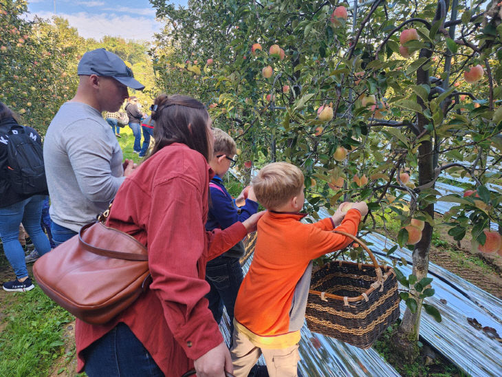 2.제22회 예산사과와인페스티발 현장 모습(사과따기 체험2)