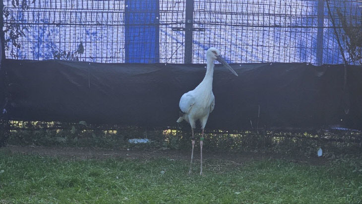 1.일본에서 도입된 황새 2마리(암컷)