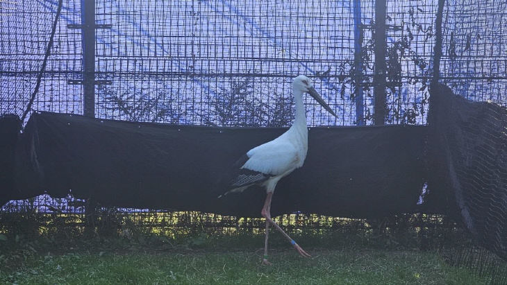 1.일본에서 도입된 황새 2마리(수컷)