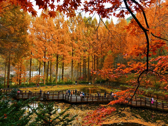 2. 장태산휴양림 11월 한 달간 가을철 교통대책 추진