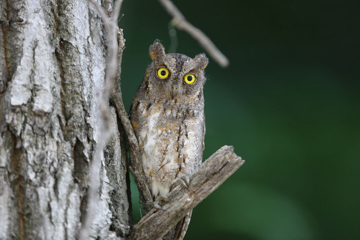 사본 -(사진2)[천연기념물] 소쩍새2