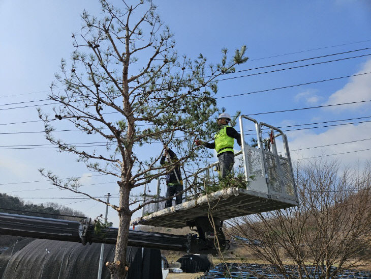괴산군 동절기 가로수 가지치기 실시 (2)