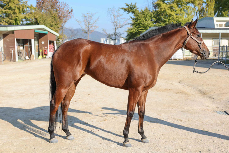 한국마사회, 제라퀸