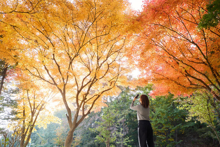 251107_[포토] “가을빛으로 물든 양주시청 단풍길” (2)