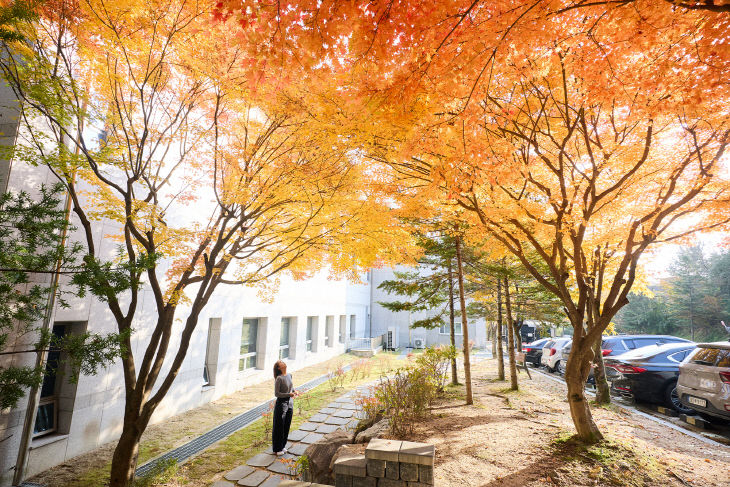 251107_[포토] “가을빛으로 물든 양주시청 단풍길”