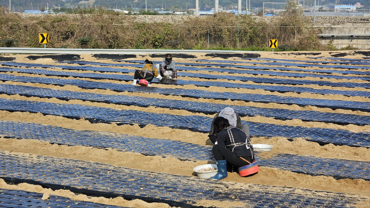 증평군 '통통'마늘 정식