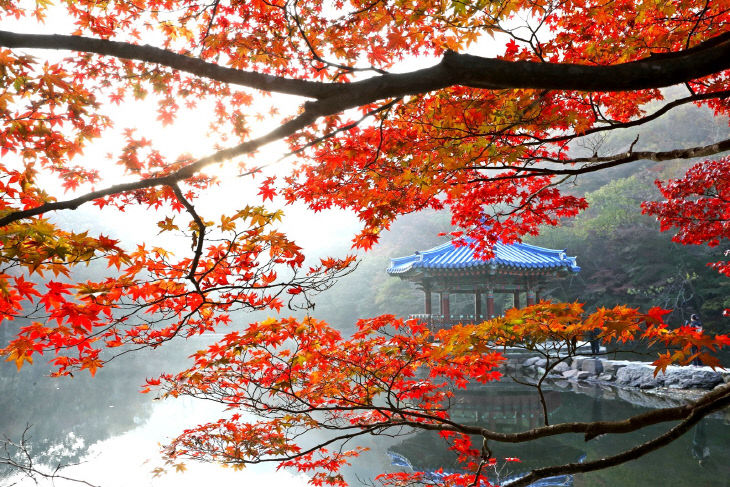 1107 가을 명소 정읍 내장산, 고운 단풍 빛깔