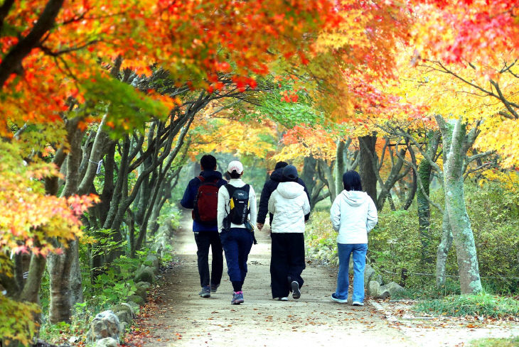 1107 가을 명소 정읍 내장산, 고운 단풍 빛깔 뽐내1