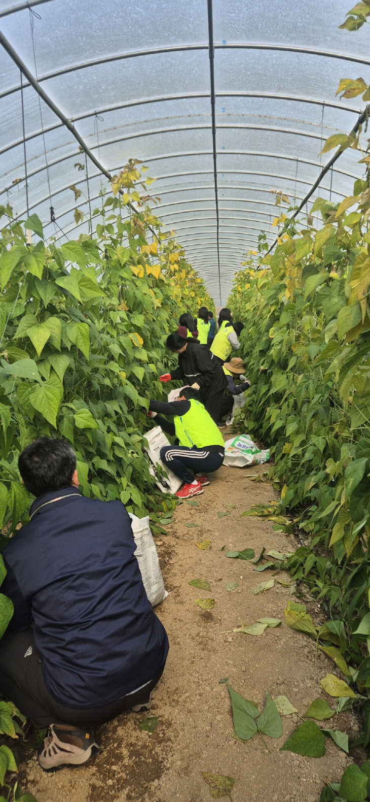 5.예산군 농정유통과 직원 일손돕기 모습