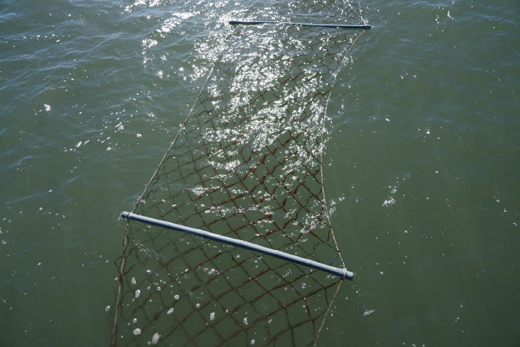 황백화 현상이 발생한 서천 김 양식장