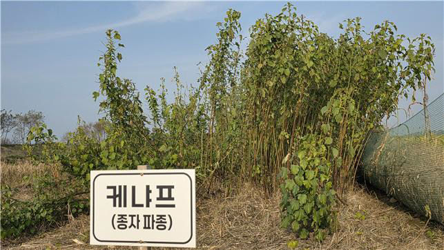 케냐프 종자 파종