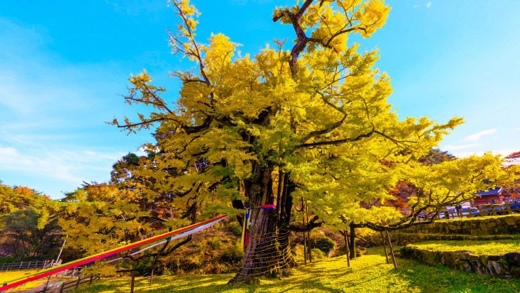 3. 영국사 은행나무, 황금빛 단풍으로 물들다(1)