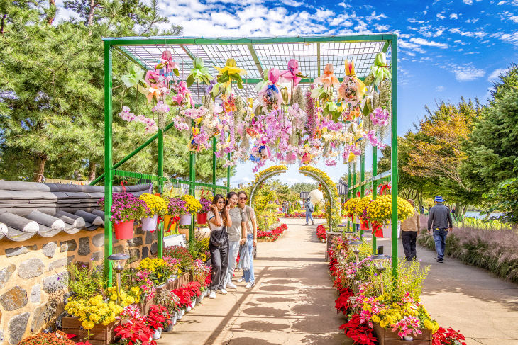 1112 계양아라온, 3천만 송이 가을꽃 물결 속 41만 명 발길 (1)