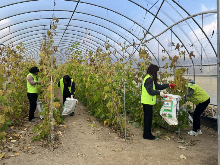 주민복지과 농촌 일손돕기 강낭콩 수확 모습