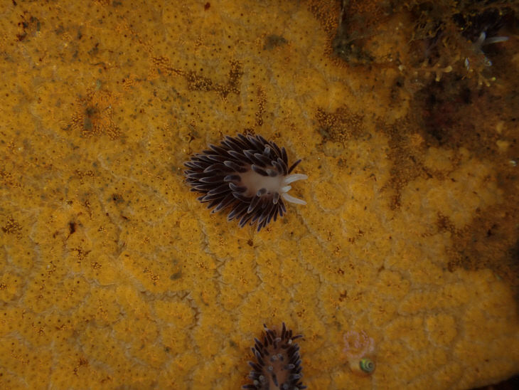 국립해양생물자원관이 발견한 국내 미기록종 까미갯민숭이