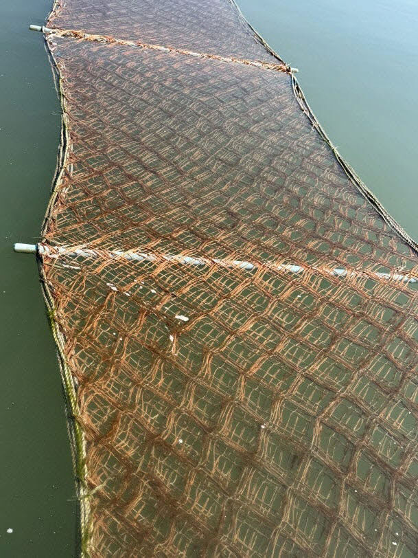 황백화 피해가 발생한 김 양식장