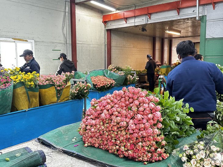 장미 농가 사진