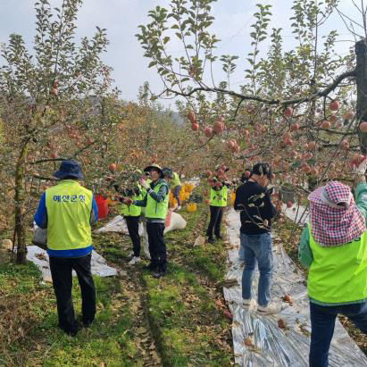 6.세무과 직원들이 농촌 일손돕기 활동에 참여하는 모습