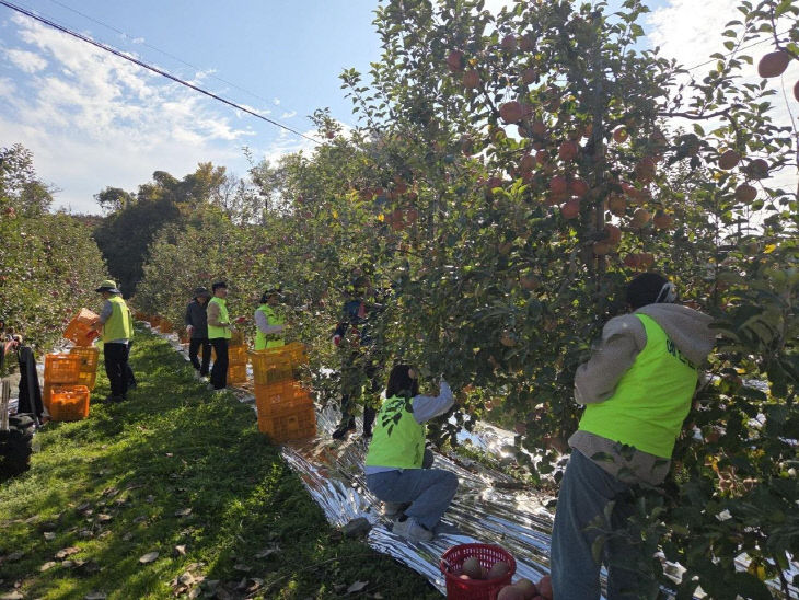 10.축산과 직원 사과 수확 일손 돕기 진행 모습