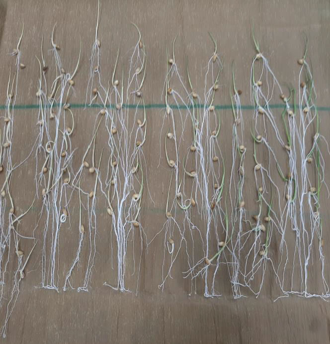 사본 -(사진3)종자 발아율 검사