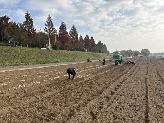 공릉천 튤립축제 식재 작업 완료