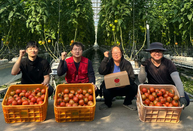 사본 -(사진3)완숙토마토수확사진