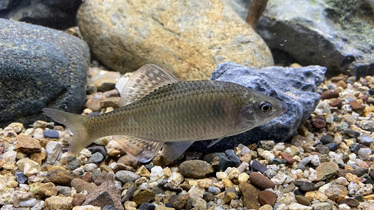 국립생태원이 방사한 멸종위기 야생생물 큰줄납자루