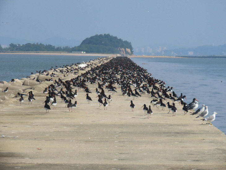 서천군 유부도를 찾아 온 겨울철새 무리
