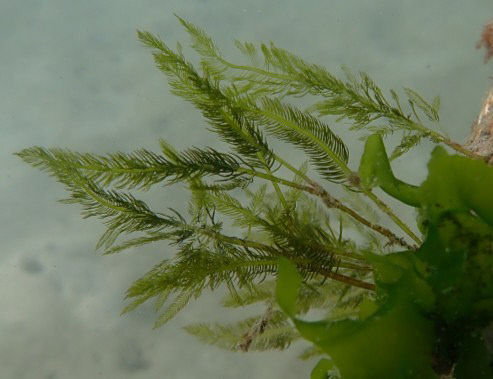 폐암 세포 증식을 억제하는 효능이 확인된 참깃털말