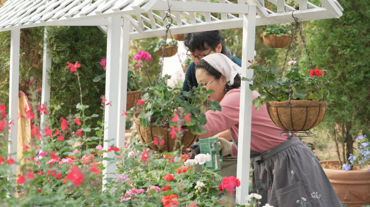 1. 제라늄 전시 준비