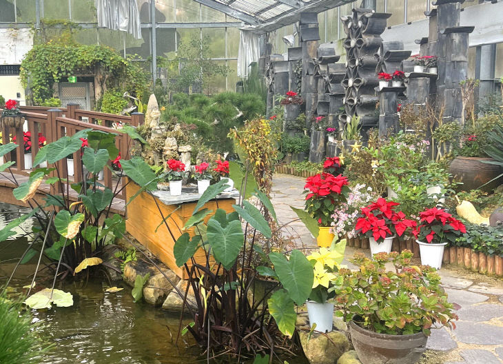 5.봉수산수목원 전시온실 포인세티아 전경 (2)