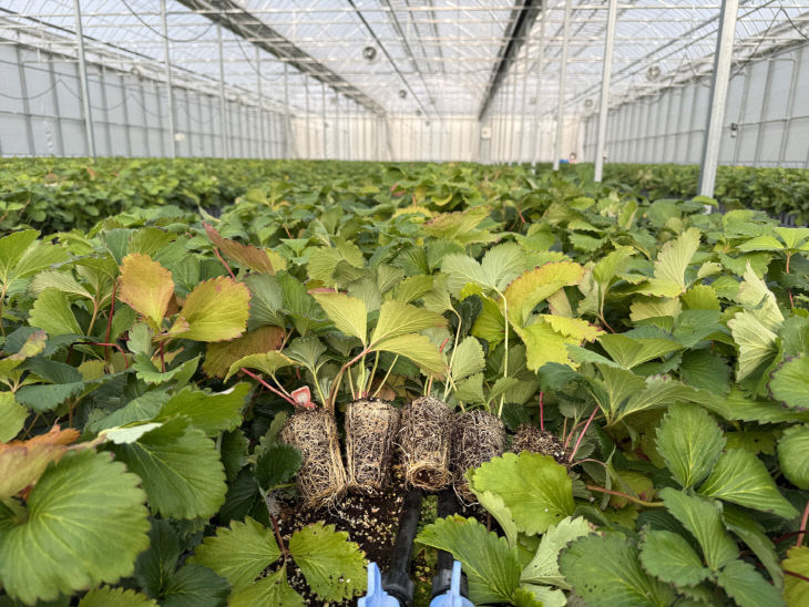 2.조직배양 딸기 우량묘 공급(1)