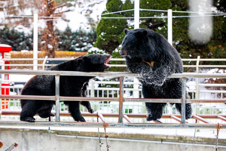 베어트리파크 크리스마스 판타지_반달곰