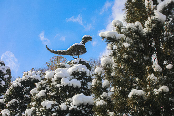 베어트리파크 크리스마스 판타지_향나무