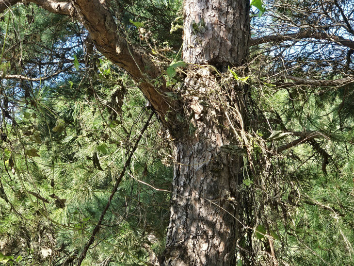 제거하지 않은 소나무 와이어루프
