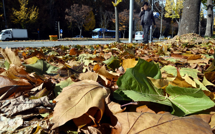 20251117-낙엽 떨어진 거리
