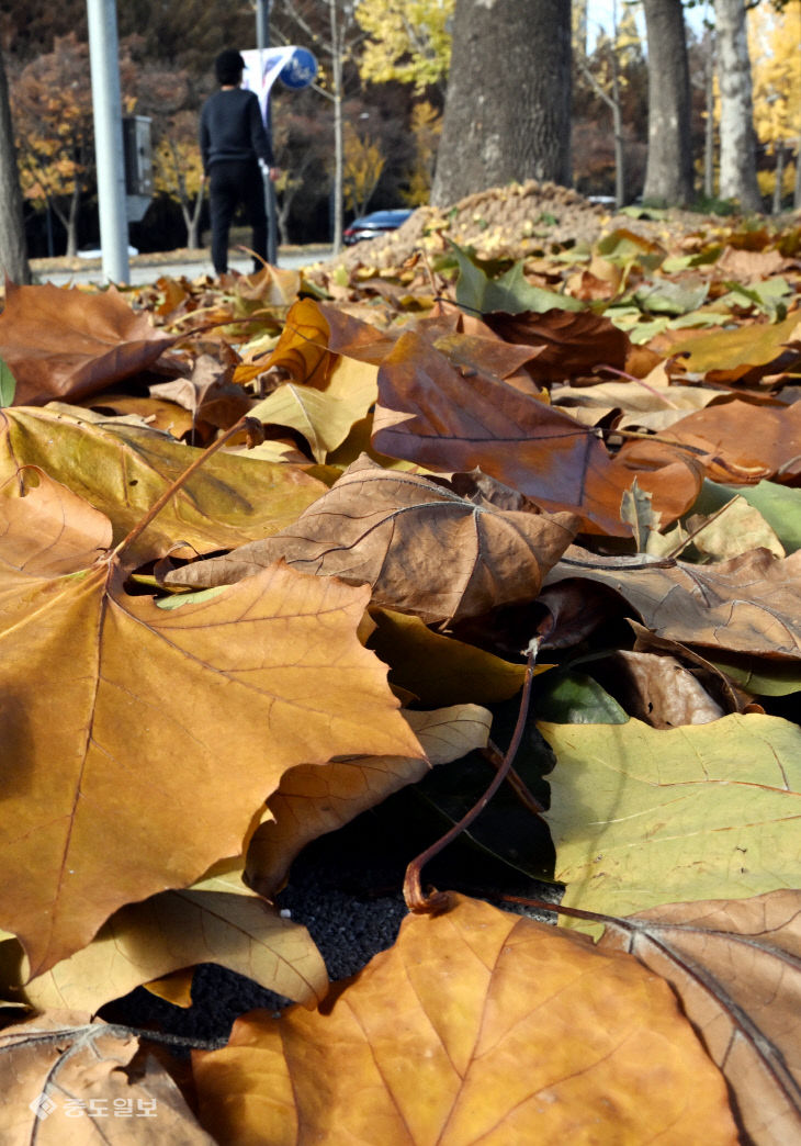 20251117-낙엽 떨어진 거리1