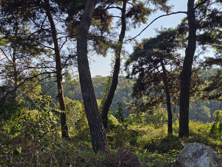 관리방치 조셩 소나무
