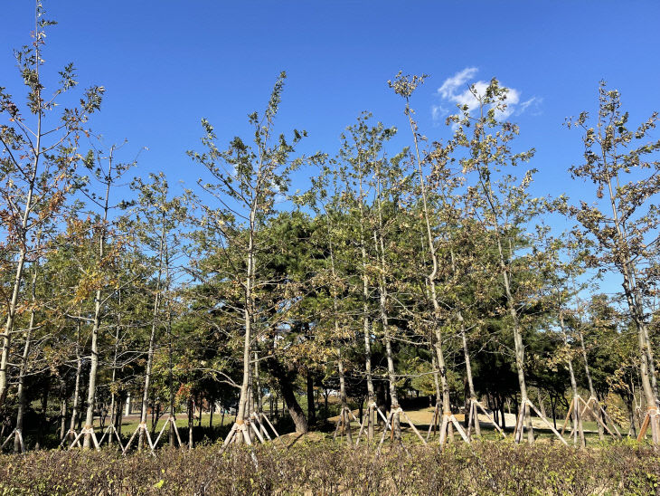 청주시, 도시숲 조성 2곳 완료… 열섬완화 미세먼지 저감 기대.
