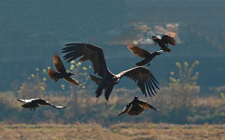 11.27(김해시, 겨울철새리 사진1