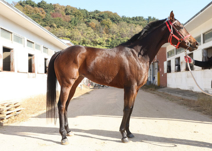한국마사회, 로드스타