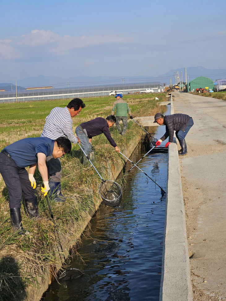 11.28(김해시 왕우렁이 일제 수거기간 운영)1