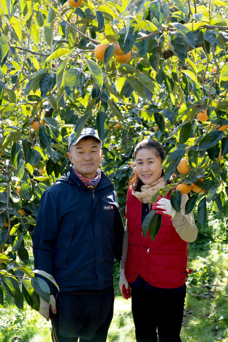 0_창녕단감, 대한민국 과일선발대회 ‘우수상’ 수상