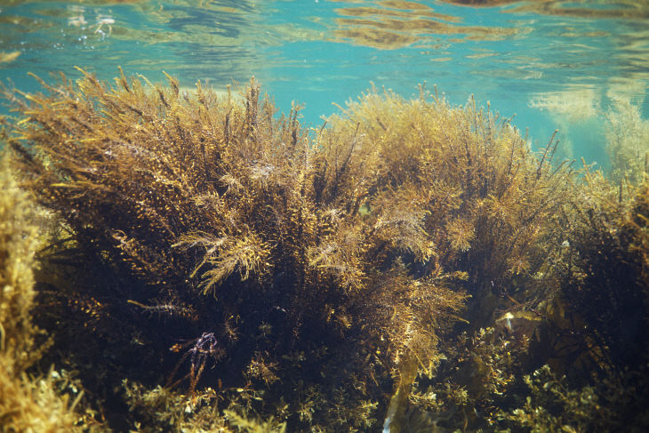 서식지 급감으로 사라질 위기에 처한 해양보호생물 삼나무말