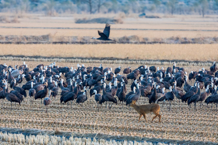 천수만 철새3