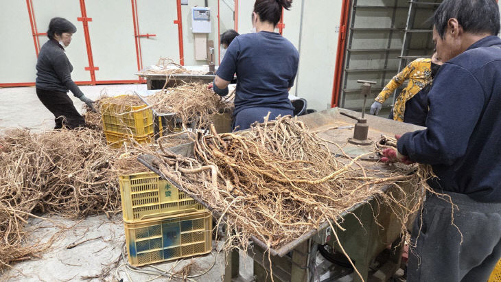 신소득전략작목발굴 감초 가공 및 종근 선별