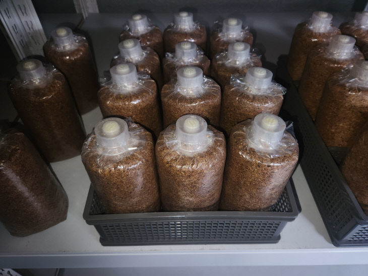 청주시농기센터, 약용버섯 ‘복령’ 종균 생산 첫걸음.